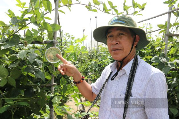 Ninh Thuận: Lão nông tiên phong trồng giống cây độc, lạ hái trái bán kiếm tiền triệu mỗi ngày - Ảnh 6.