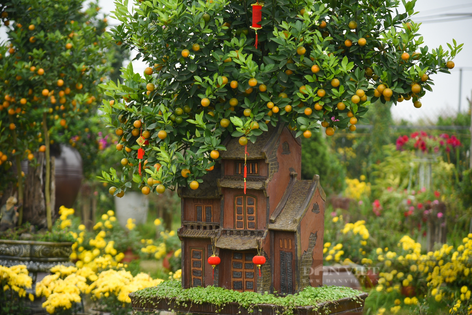 Quất bonsai với kiểu dáng &quot;độc - đẹp - lạ&quot; sẵn sàng đón Tết Nguyên đán - Ảnh 12.