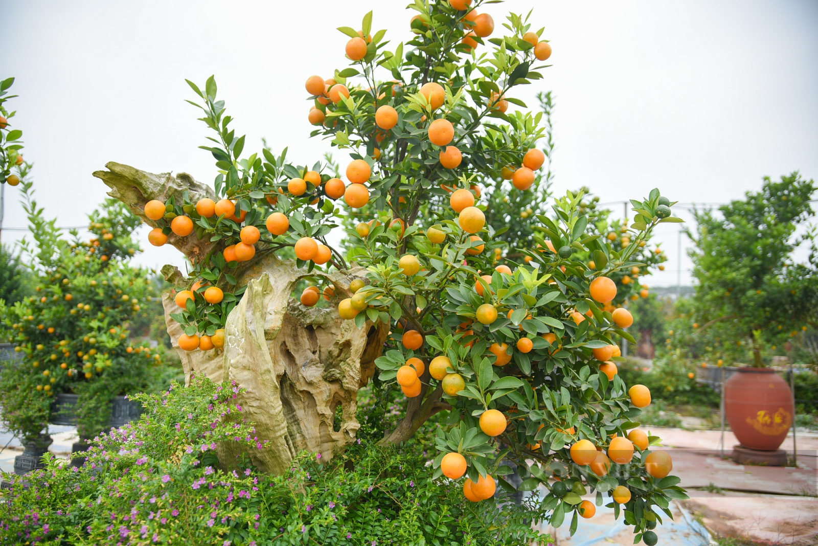 Quất bonsai với kiểu dáng &quot;độc - đẹp - lạ&quot; sẵn sàng đón Tết Nguyên đán - Ảnh 9.