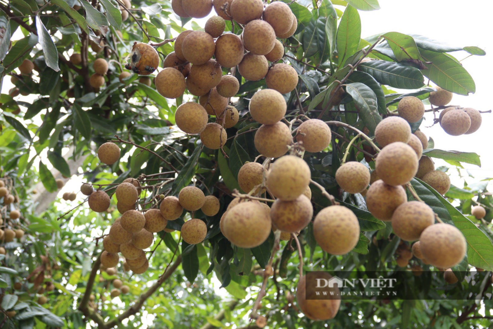 Giống nhãn đặc biệt OCOP 4 sao của “đất nhãn” Hưng Yên đủ tiêu chuẩn “lên máy bay” sang Mỹ   - Ảnh 1.