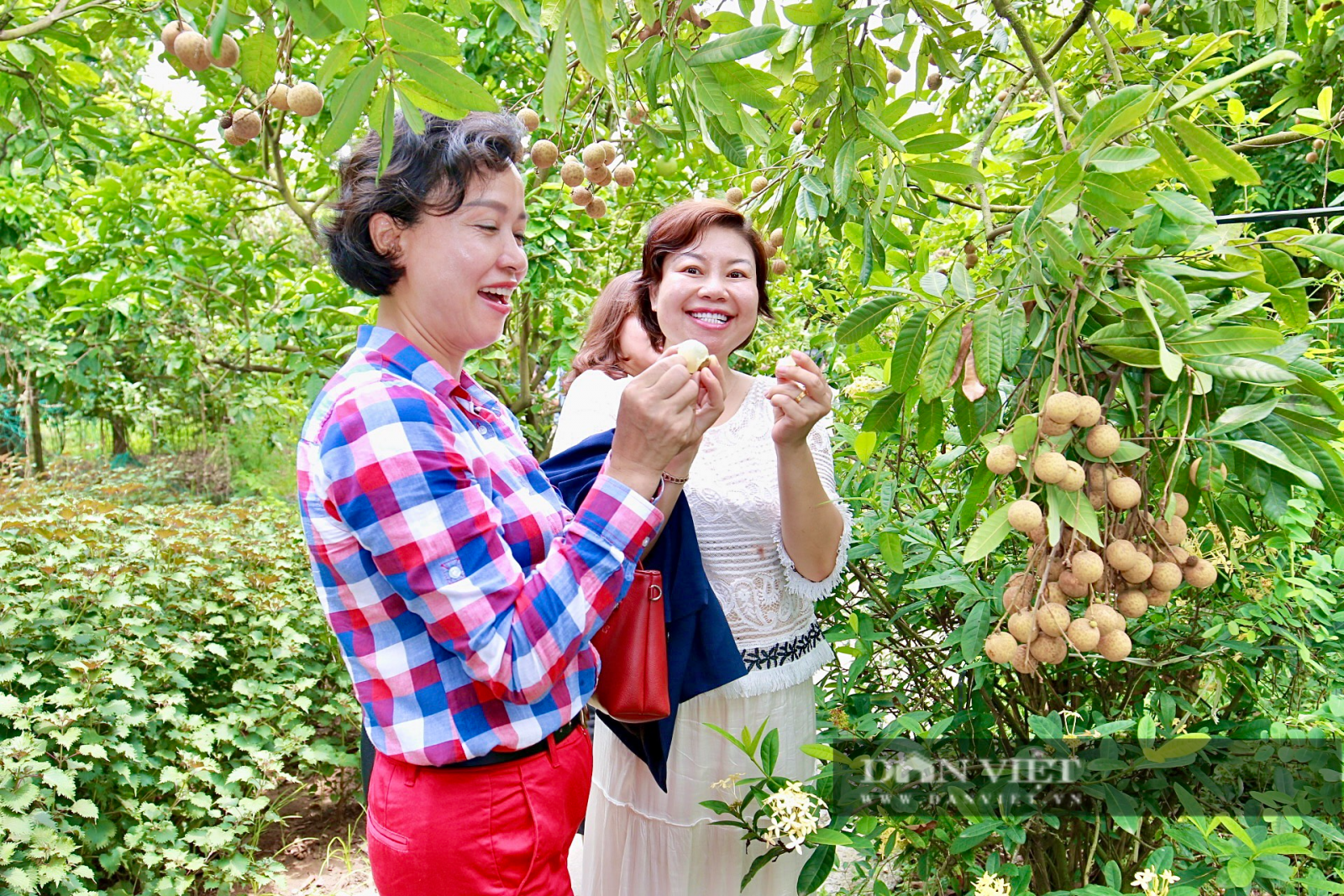 Giống nhãn đặc biệt OCOP 4 sao của “đất nhãn” Hưng Yên đủ tiêu chuẩn “lên máy bay” sang Mỹ   - Ảnh 2.
