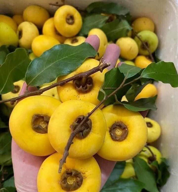 Loại quả chỉ để ngửi chứ không để ăn giúp chủ hàng thu tiền triệu mỗi ngày - Ảnh 2. Loại quả chỉ để ngửi chứ không để ăn giúp chủ hàng thu tiền triệu mỗi ngày - Ảnh 2.