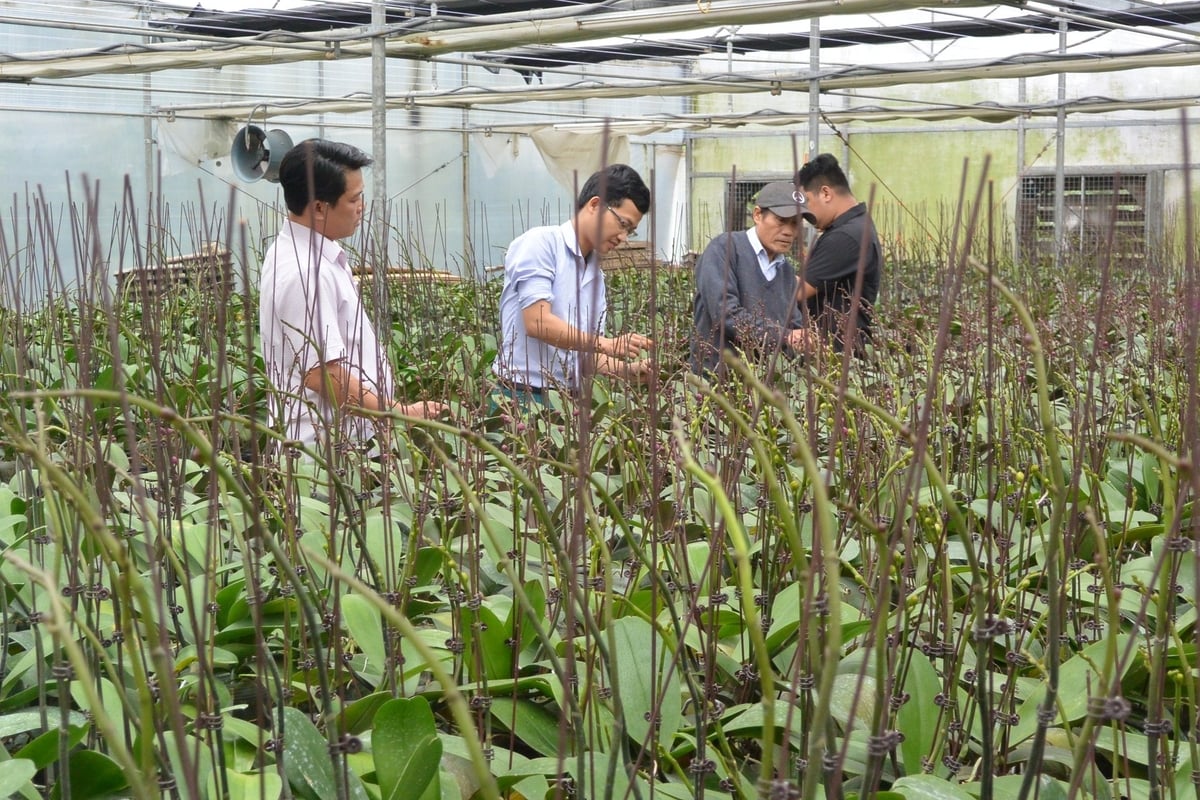 Đà Nẵng chú trọng phát triển nông nghiệp công nghệ cao với nhiều chính sách hỗ trợ. Ảnh: Lan Anh. Đà Nẵng chú trọng phát triển nông nghiệp công nghệ cao với nhiều chính sách hỗ trợ. Ảnh: Lan Anh.