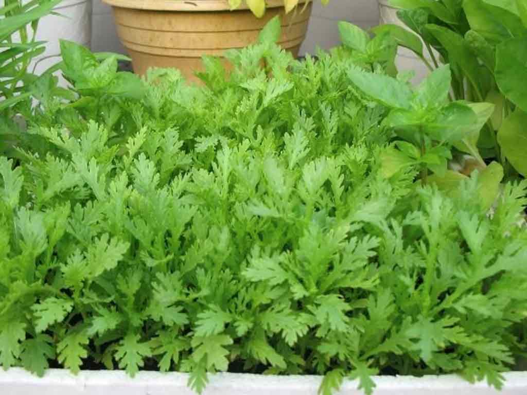 6 loại rau kiểu gì cũng có trong bữa ăn ngày Tết, lại còn tốt cho sức khỏe, dễ trồng, bán đắt hàng - Ảnh 2. 6 loại rau kiểu gì cũng có trong bữa ăn ngày Tết, lại còn tốt cho sức khỏe, dễ trồng, bán đắt hàng - Ảnh 2.