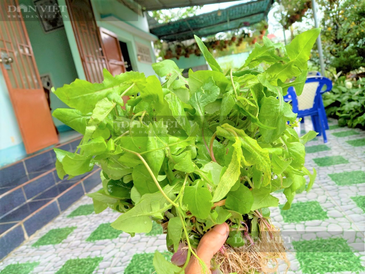 Nông dân Phú Yên hái loại rau mọc dại trên rẫy, ai ngờ lại thành đặc sản, kiếm cả bộn tiền - Ảnh 2.