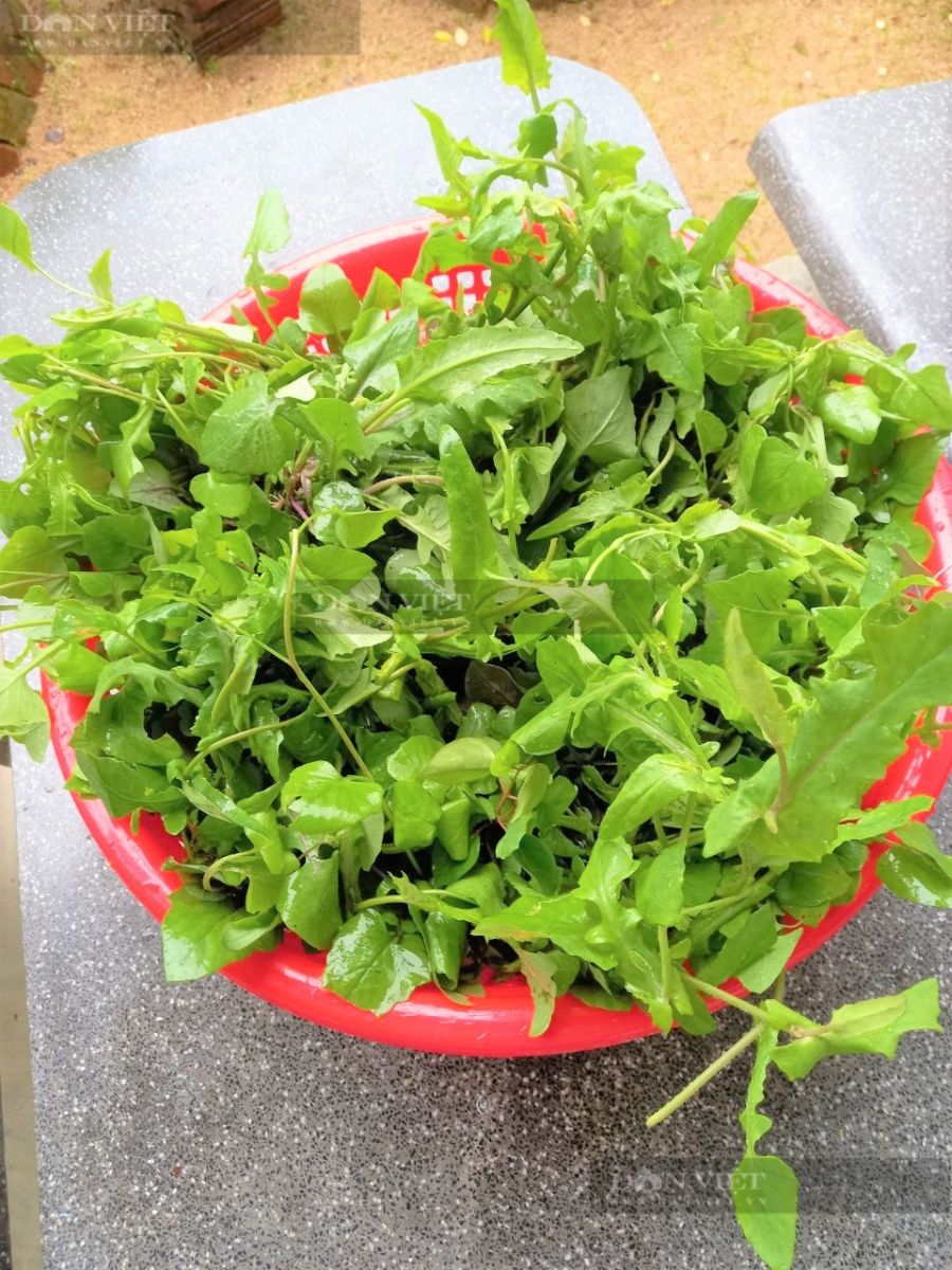 Nông dân Phú Yên hái loại rau mọc dại trên rẫy, ai ngờ lại thành đặc sản, kiếm cả bộn tiền - Ảnh 5.