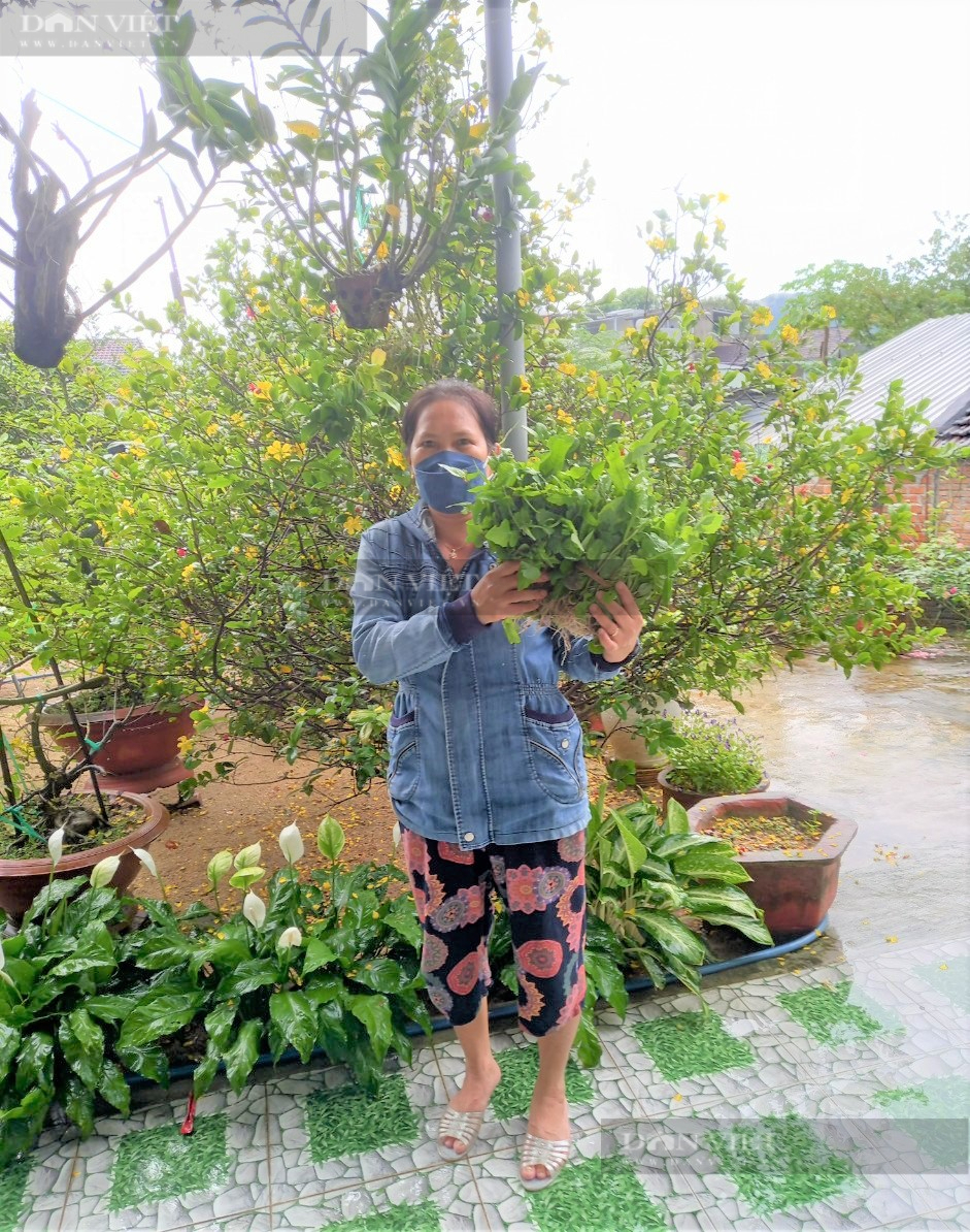 Nông dân Phú Yên hái loại rau mọc dại trên rẫy, ai ngờ lại thành đặc sản, kiếm cả bộn tiền - Ảnh 1.