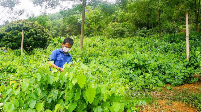 Thái Nguyên: Nhiều nông dân khấm khá nhờ trồng loại rau trước mọc hoang dại nay thành đặc sản nhiều người ưa chuộng - Ảnh 2.