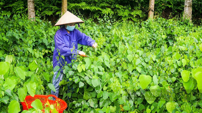 Thái Nguyên: Nhiều nông dân khấm khá nhờ trồng loại rau trước mọc hoang dại nay thành đặc sản nhiều người ưa chuộng - Ảnh 1.