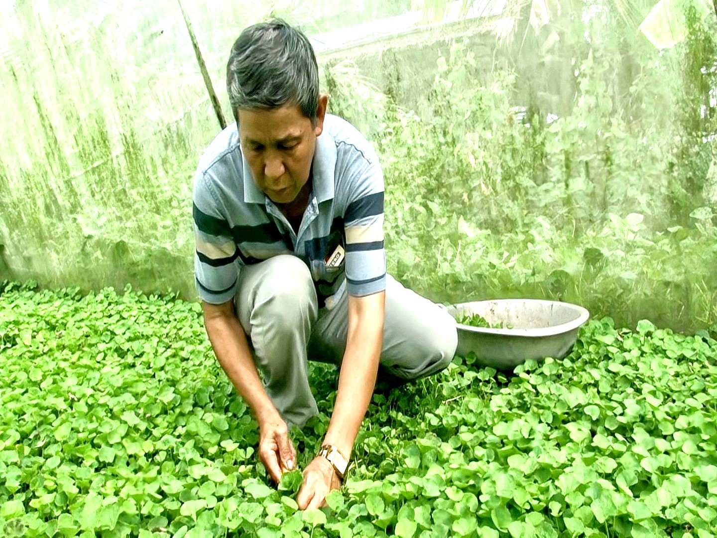 Kiên Giang: Lão nông thu tiền tỷ từ rau má đồng - Ảnh 2.