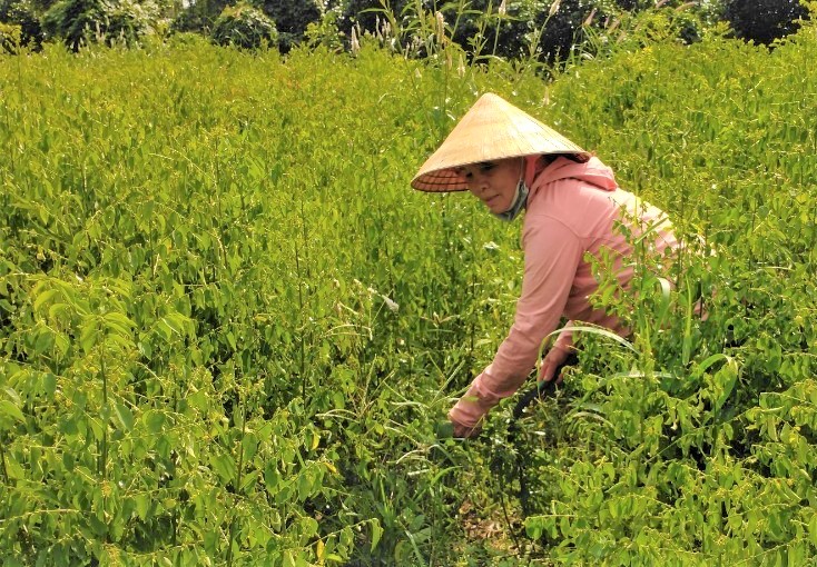 Trồng loại rau nấu canh ăn ngọt lừ, chị phụ nữ Bà Rịa-Vũng Tàu thu cả trăm triệu đồng - Ảnh 2.