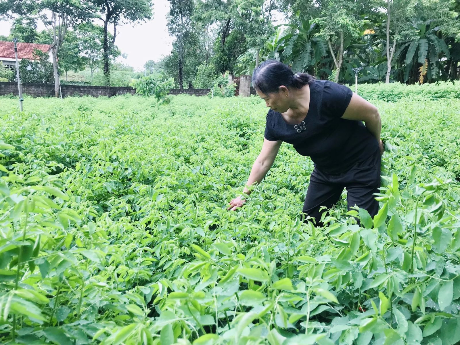 Biến vườn tạp thành đất trồng thứ rau ăn ngọt như nước ninh xương, cứ hái là nông dân Nghệ An này bán hết - Ảnh 3.