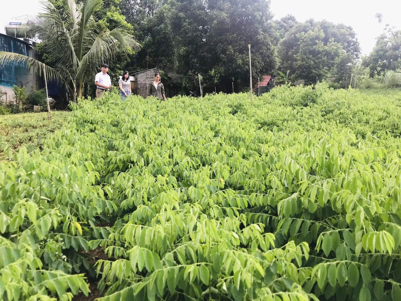 Biến vườn tạp thành đất trồng thứ rau ăn ngọt như nước ninh xương, cứ hái là nông dân Nghệ An này bán hết - Ảnh 4.