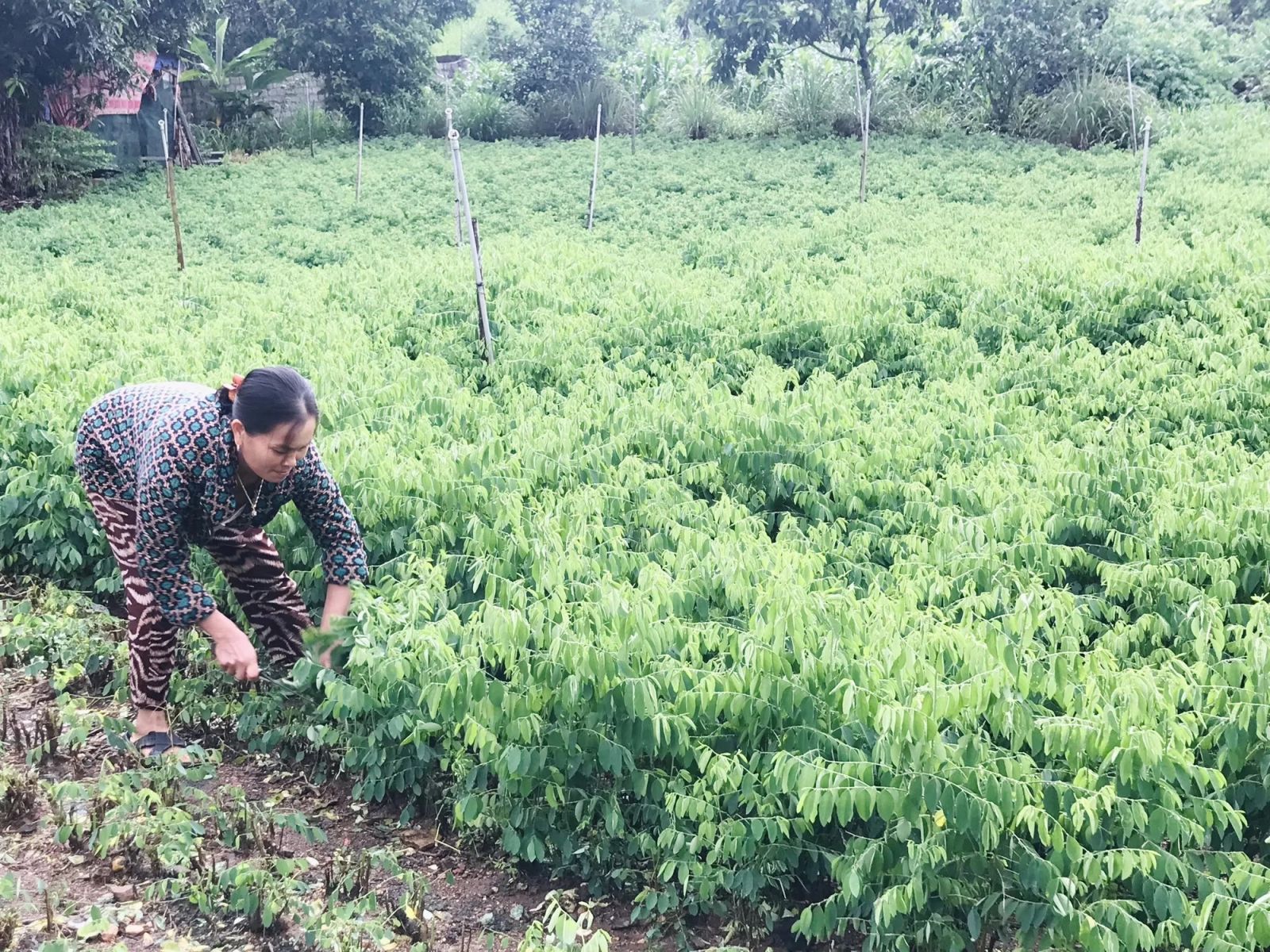Biến vườn tạp thành đất trồng thứ rau ăn ngọt như nước ninh xương, cứ hái là nông dân Nghệ An này bán hết - Ảnh 1.