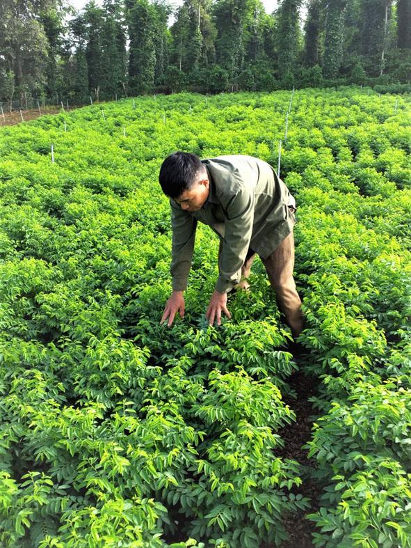 Thứ rau nấu canh ngọt hơn nước xương hầm, cách trồng cực dễ, ông nông dân Đắk Lắk thu 2 triệu/ngày - Ảnh 1.