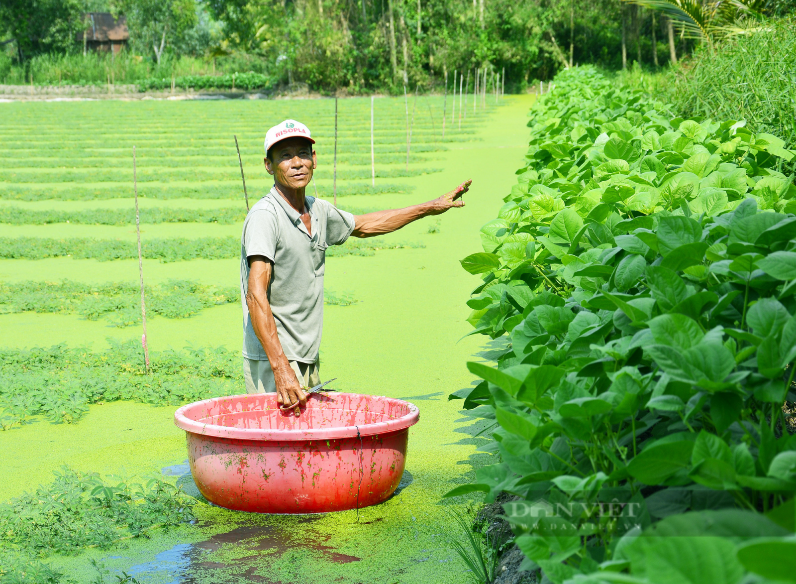 Kiên Giang: Trồng loại rau bò lúc nhúc trên mặt nước, “một vốn bốn lời” - Ảnh 3.