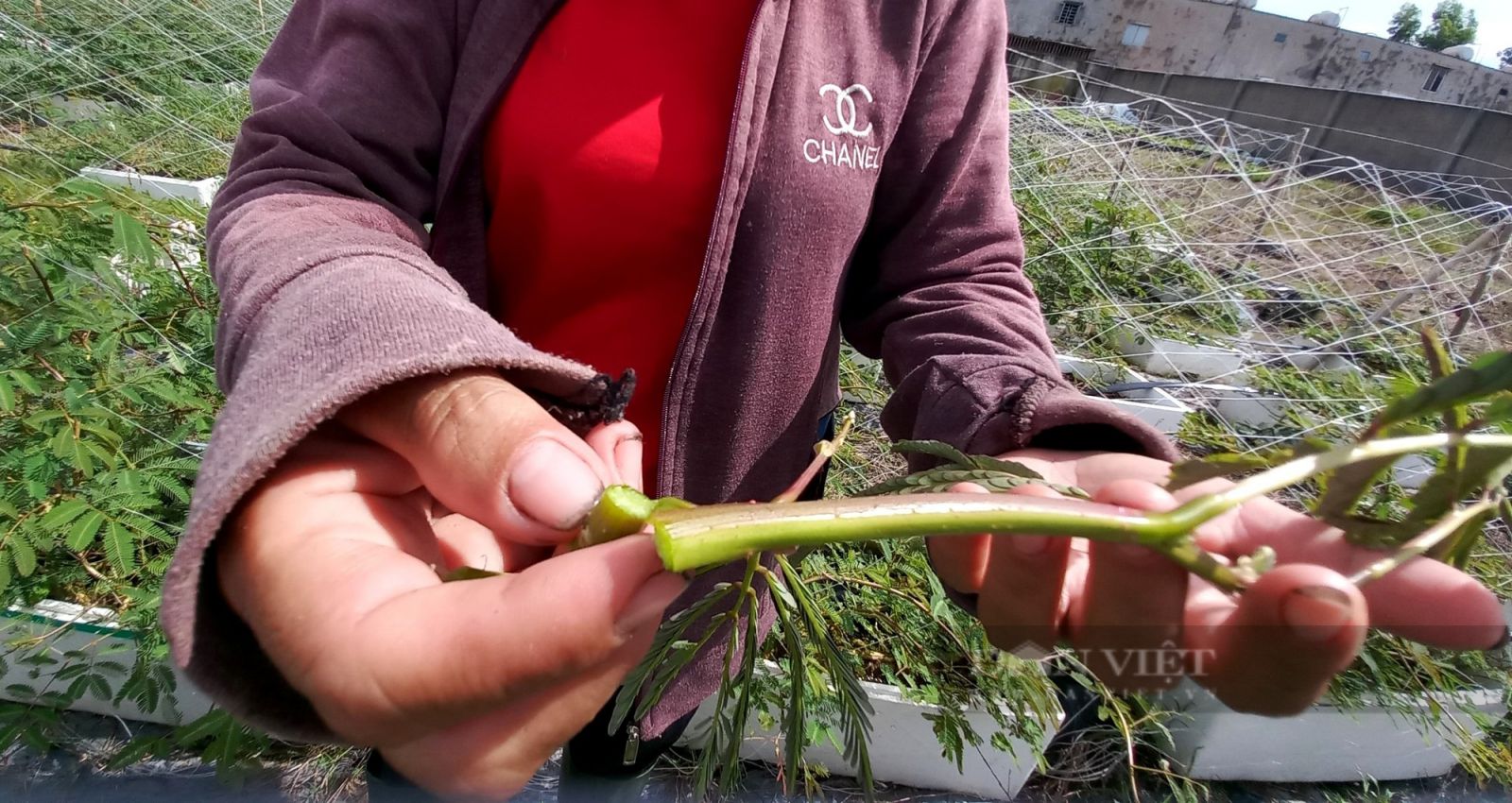 Tuyệt chiêu đưa loại rau dại dưới nước lên cạn trồng, nữ nông dân Sài Gòn hái không kịp bán - Ảnh 5.