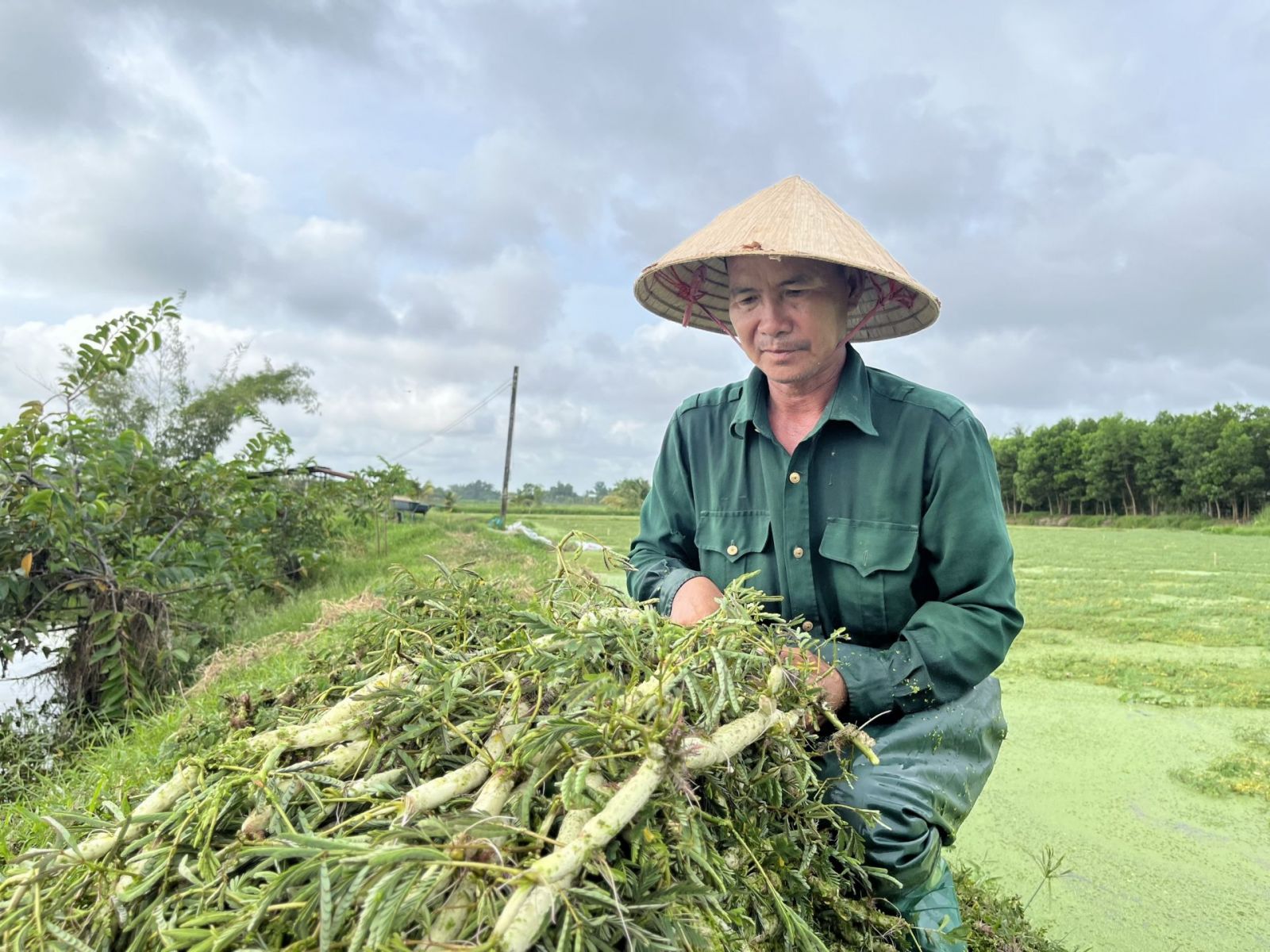 Thứ rau đã bơi giỏi còn đeo phao, ăn tốt cho huyết mạch, nông dân một nơi Tây Ninh hễ hái là bán hết - Ảnh 1. Thứ rau đã bơi giỏi còn đeo phao, ăn tốt cho huyết mạch, nông dân một nơi Tây Ninh hễ hái là bán hết - Ảnh 1.