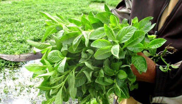 Tình cờ thứ cây rừng về giâm ở đất phèn, nông dân Tây Ninh hái lá bán vào siêu thị, cả làng phục lăn - Ảnh 1. Tình cờ thứ cây rừng về giâm ở đất phèn, nông dân Tây Ninh hái lá bán vào siêu thị, cả làng phục lăn - Ảnh 1.