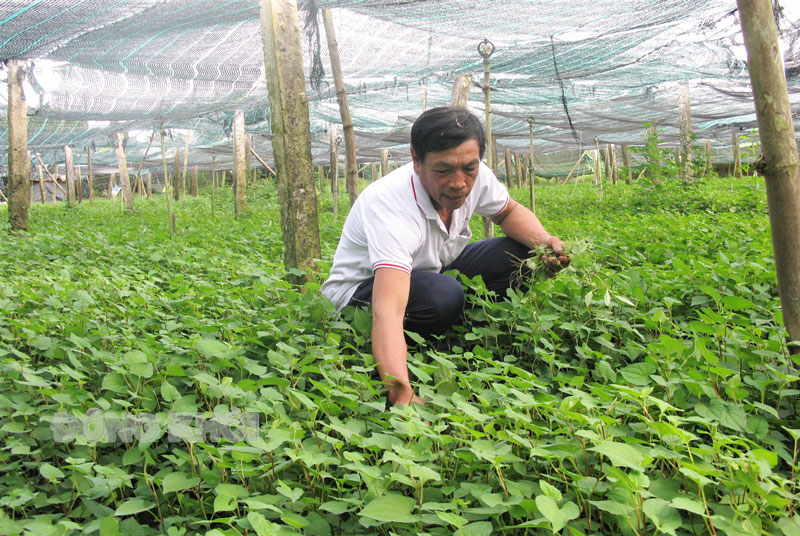 Trồng loại rau ngon nhưng không phải ai cũng ăn được, anh nông dân Bến Tre bán đắt hàng - Ảnh 1.