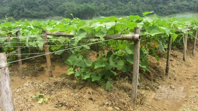 4-062019_624.jpg Hệ thống lưới và cọc làm giàn khá chắc chắn đảm bảo cây leo suốt năm không xiêu vẹo. Ảnh: H.Tiến.