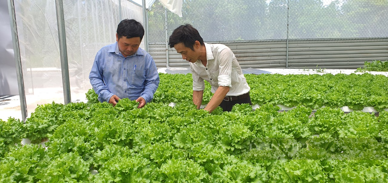 Thu nhập hơn 20 triệu đồng/tháng từ vườn rau thủy canh chỉ vỏn vẹn diện tích 1.600m2 - Ảnh 1.