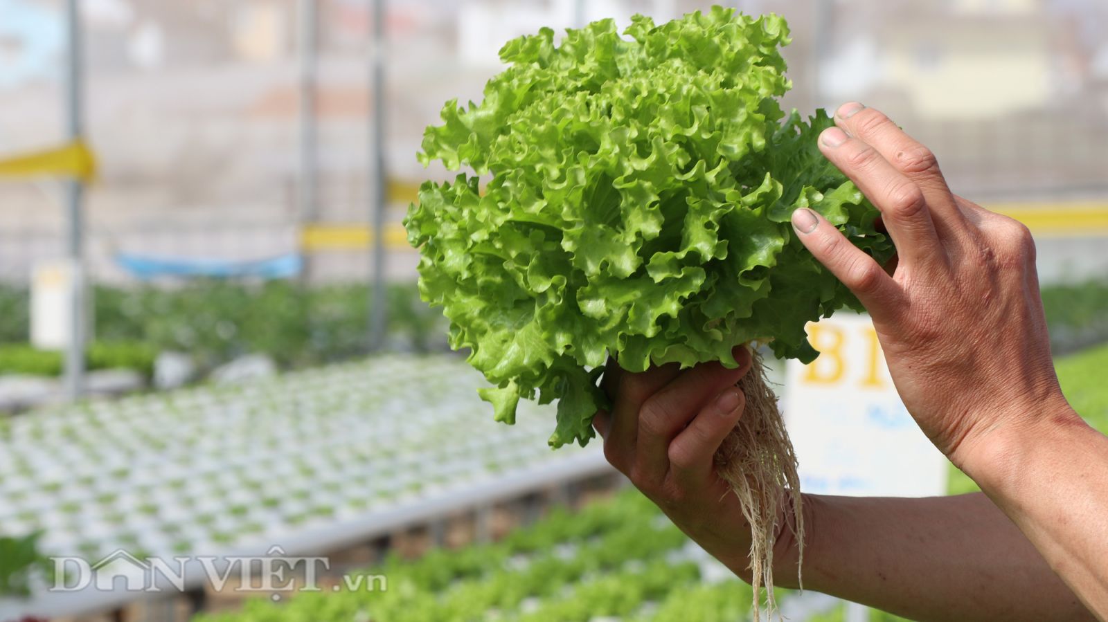 6 loại rau kiểu gì cũng có trong bữa ăn ngày Tết, lại còn tốt cho sức khỏe, dễ trồng, bán đắt hàng - Ảnh 3. 6 loại rau kiểu gì cũng có trong bữa ăn ngày Tết, lại còn tốt cho sức khỏe, dễ trồng, bán đắt hàng - Ảnh 3.