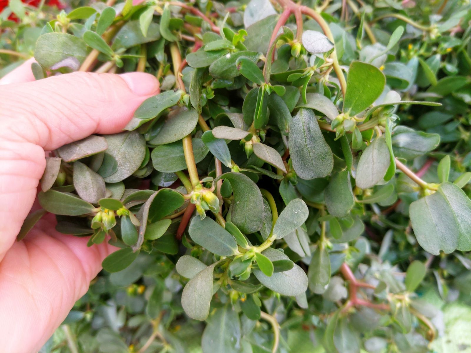 Đủ thứ rau dại trong vườn, rau sam xanh tím xưa nhổ đi không hết, nay hóa hàng hiếm, đi chợ mà gặp là may - Ảnh 2.