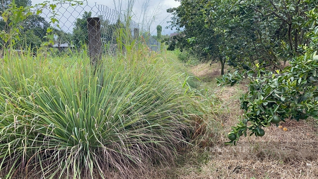 Nông dân Đồng Nai dùng chế phẩm IMO biến rác thành phân tiết kiệm hàng trăm triệu mỗi năm - Ảnh 8.