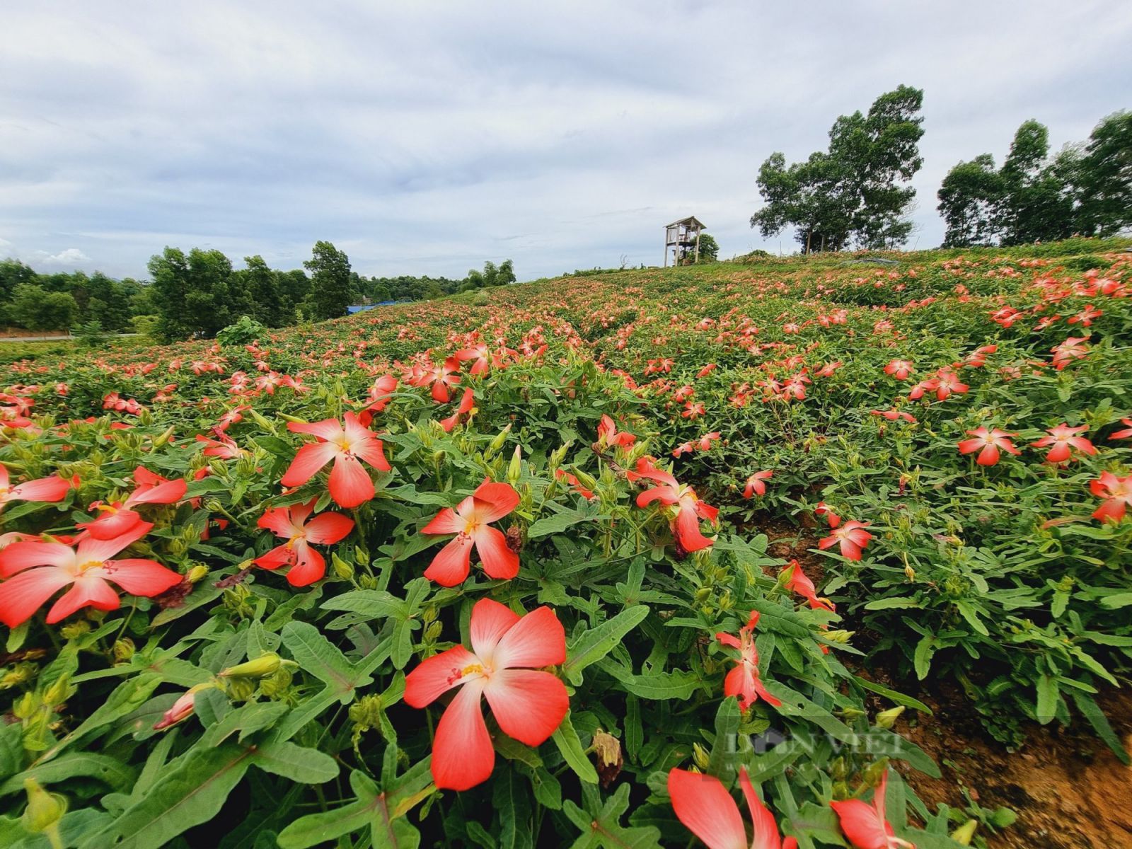 Thái Nguyên: Sau cơn bạo bệnh, người phụ nữ đã mày mò và trồng thành công giống sâm quý - Ảnh 4. Thái Nguyên: Sau cơn bạo bệnh, người phụ nữ đã mày mò và trồng thành công giống sâm quý - Ảnh 4.