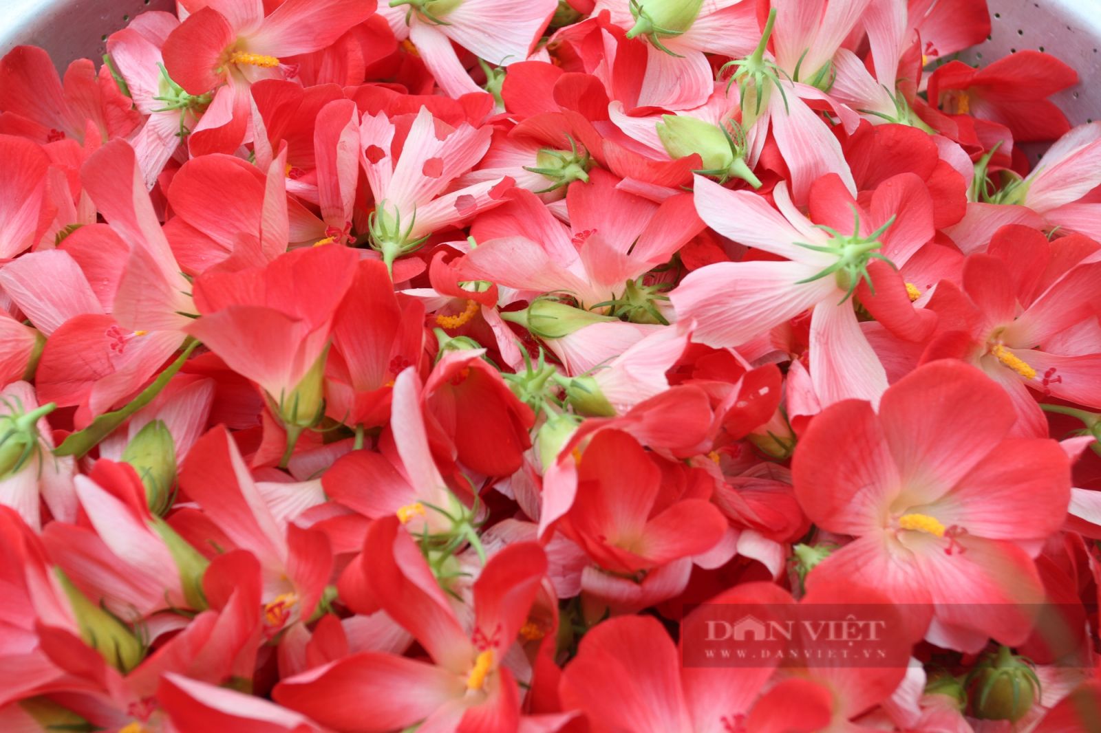 Thái Nguyên: Sau cơn bạo bệnh, người phụ nữ đã mày mò và trồng thành công giống sâm quý - Ảnh 5. Thái Nguyên: Sau cơn bạo bệnh, người phụ nữ đã mày mò và trồng thành công giống sâm quý - Ảnh 5.