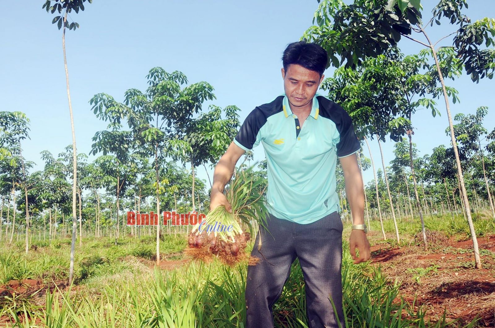 Trồng sâm đại hành, trồng nghệ bọ cạp, bất ngờ nông dân Bình Phước lãi ròng cả trăm triệu/ha - Ảnh 1.