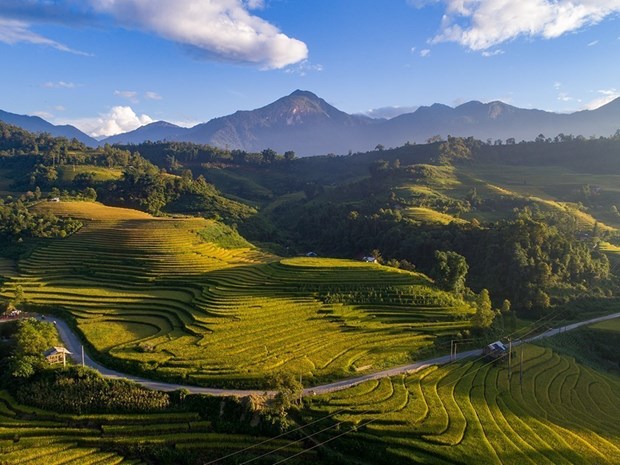 Ruộng bậc thang vào mùa lúa chín đẹp như phim đang gây "sốt rần rần" ở Sa Pa - Ảnh 1.