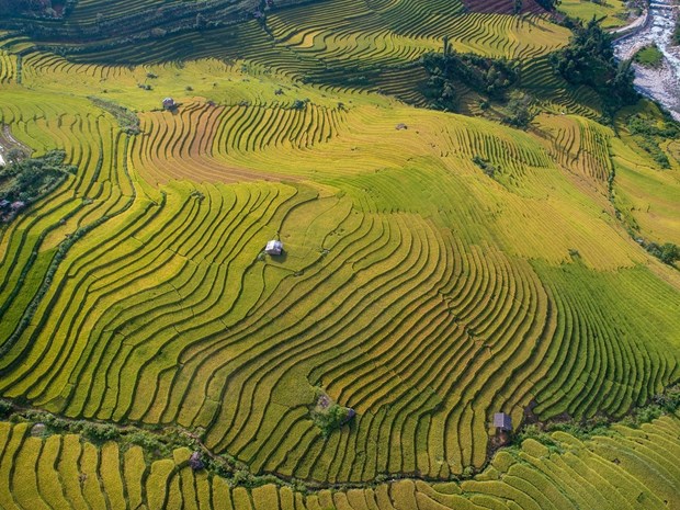 Ruộng bậc thang vào mùa lúa chín đẹp như phim đang gây "sốt rần rần" ở Sa Pa - Ảnh 2.