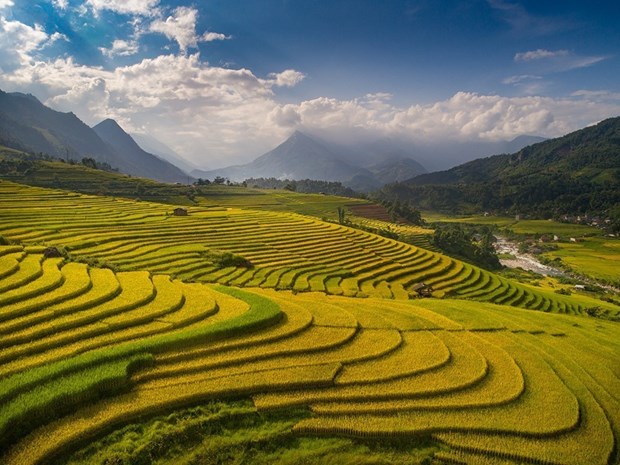 Ruộng bậc thang vào mùa lúa chín đẹp như phim đang gây "sốt rần rần" ở Sa Pa - Ảnh 3.