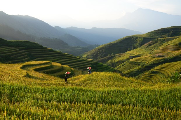 Ruộng bậc thang vào mùa lúa chín đẹp như phim đang gây "sốt rần rần" ở Sa Pa - Ảnh 4.