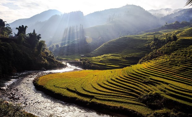 Ruộng bậc thang vào mùa lúa chín đẹp như phim đang gây "sốt rần rần" ở Sa Pa - Ảnh 6.