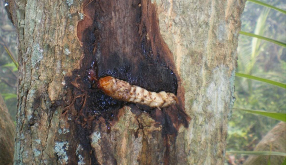 Giá cà phê 8/8: Giá cà phê bất ngờ đảo chiều tăng vọt vì lý do này - Ảnh 4.