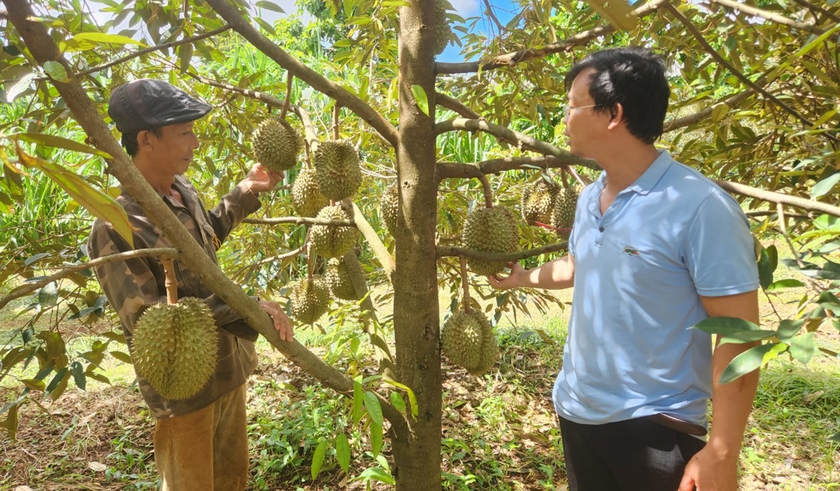 Vườn cây tiền tỷ ở một nơi của Gia Lai, hái la liệt trái, nông dân thành tỷ phú - Ảnh 1.