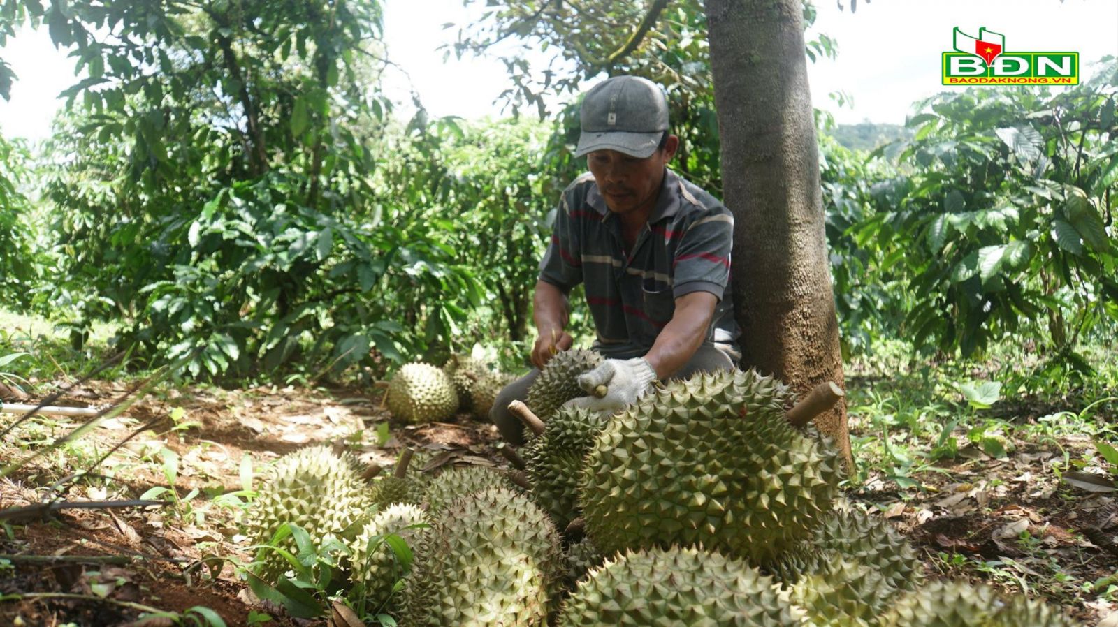 Lạ, ở Đắk Nông thấy trèo cây, gõ trái sầu riêng mà ra tiền triệu, tưởng "ngon ăn" hóa ra phải khỏe, phải tinh - Ảnh 2.