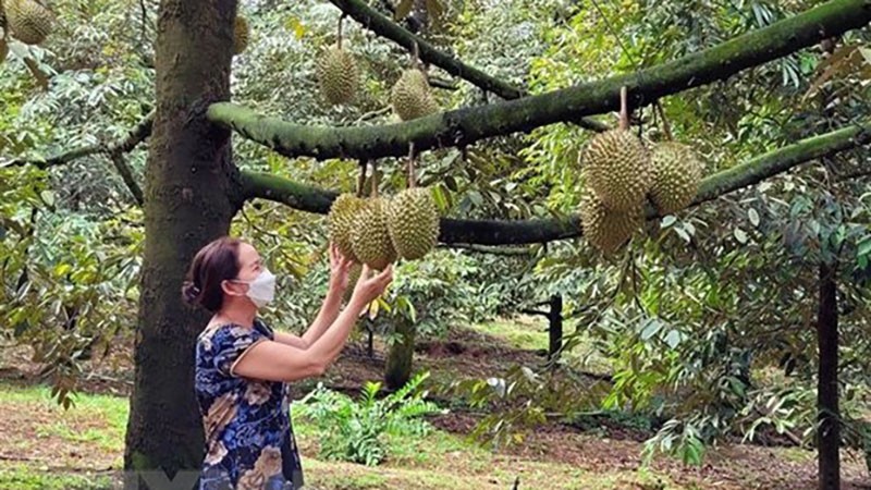 Một giống sầu riêng Việt Nam cho trái ngon đã có bán ở siêu thị lớn của nước Anh - Ảnh 1.