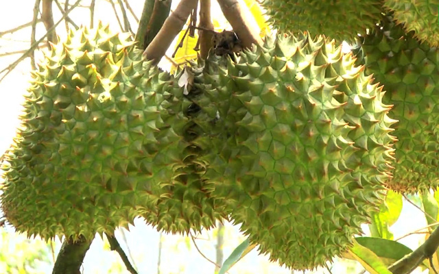 Giá sầu riêng cắt bán tại vườn trung bình 60.000 đồng/kg