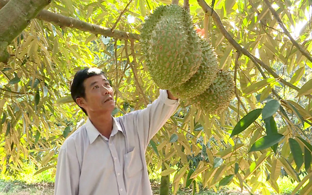 Ông Trần Phương Nhi bên vườn sầu riêng của gia đình