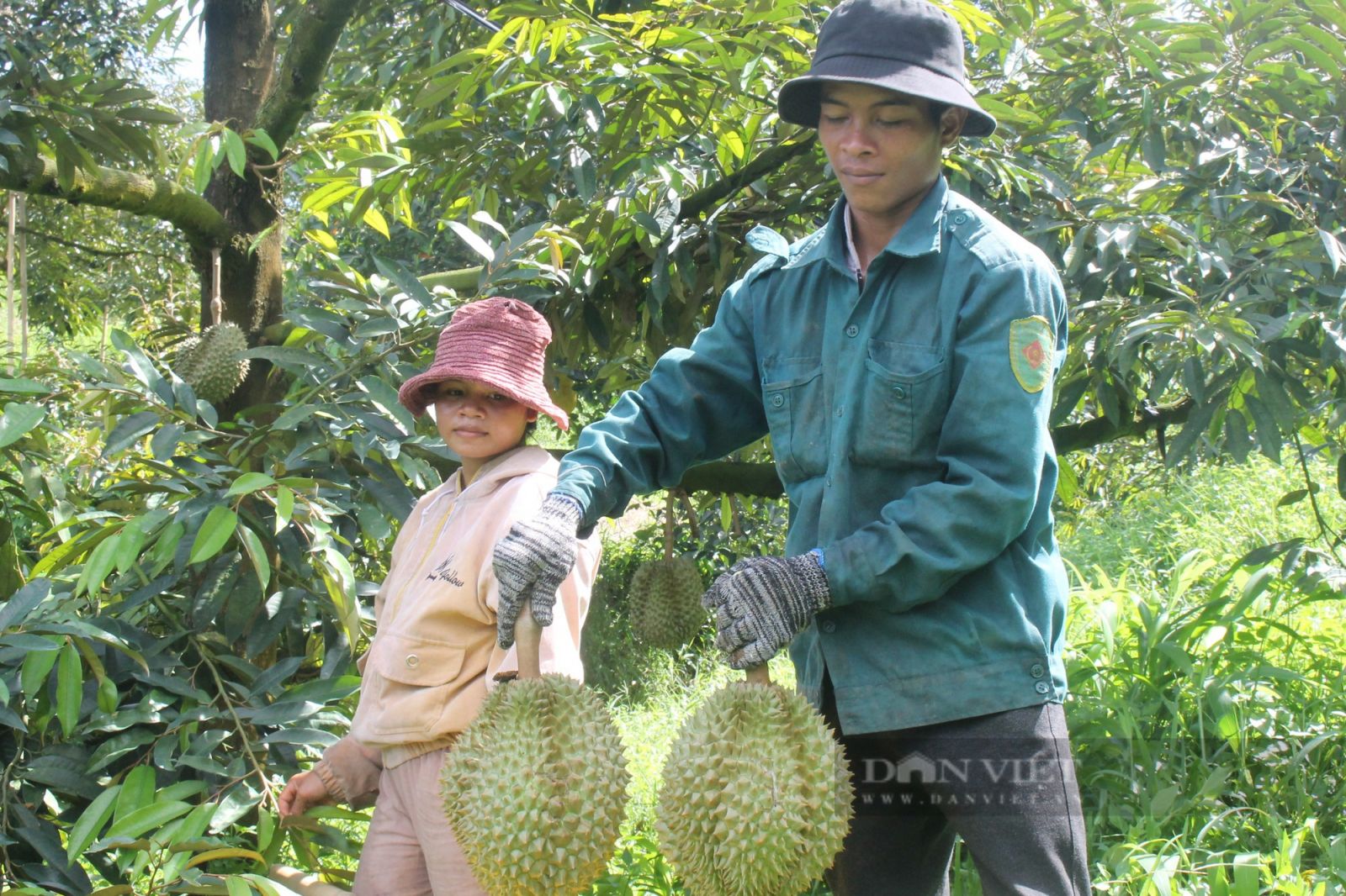 Sầu riêng đầu vụ tăng giá, nông dân Khánh Hòa thu tiền tỷ - Ảnh 2. Sầu riêng đầu vụ tăng giá, nông dân Khánh Hòa thu tiền tỷ - Ảnh 2.