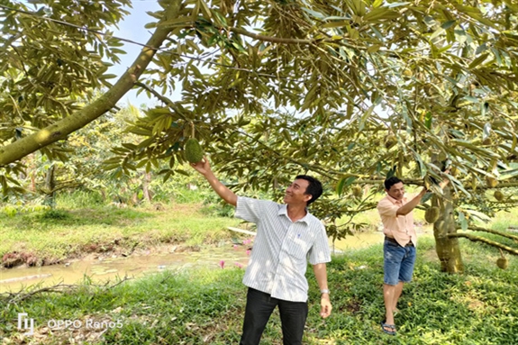 Ở thị trấn có cái tên Một Ngàn của Hậu Giang, dân trồng cây đặc sản, ngước lên thấy vô số trái, đếm không xuể - Ảnh 1.