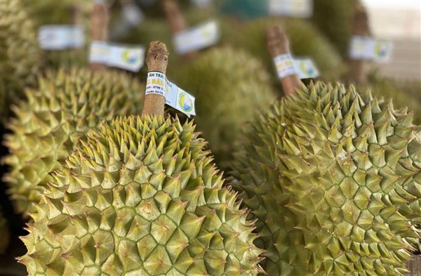 Một xã của Tây Ninh có 1.000ha sầu riêng, 800ha đang cho trái, cứ 1ha trồng sầu riêng thu 800-900 triệu - Ảnh 6.
