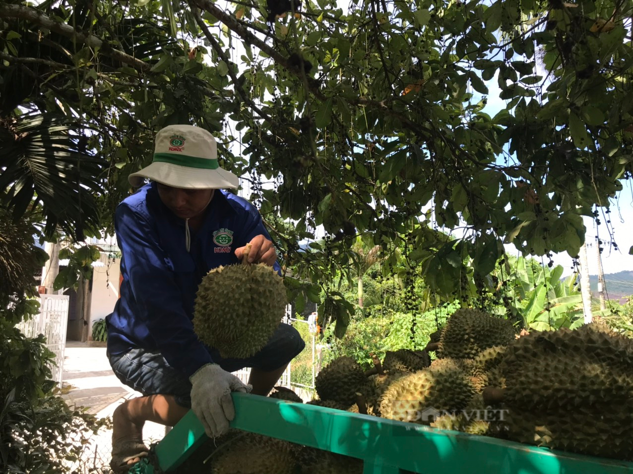 Sầu riêng đầu vụ tăng giá, nông dân Khánh Hòa thu tiền tỷ - Ảnh 3. Sầu riêng đầu vụ tăng giá, nông dân Khánh Hòa thu tiền tỷ - Ảnh 3.