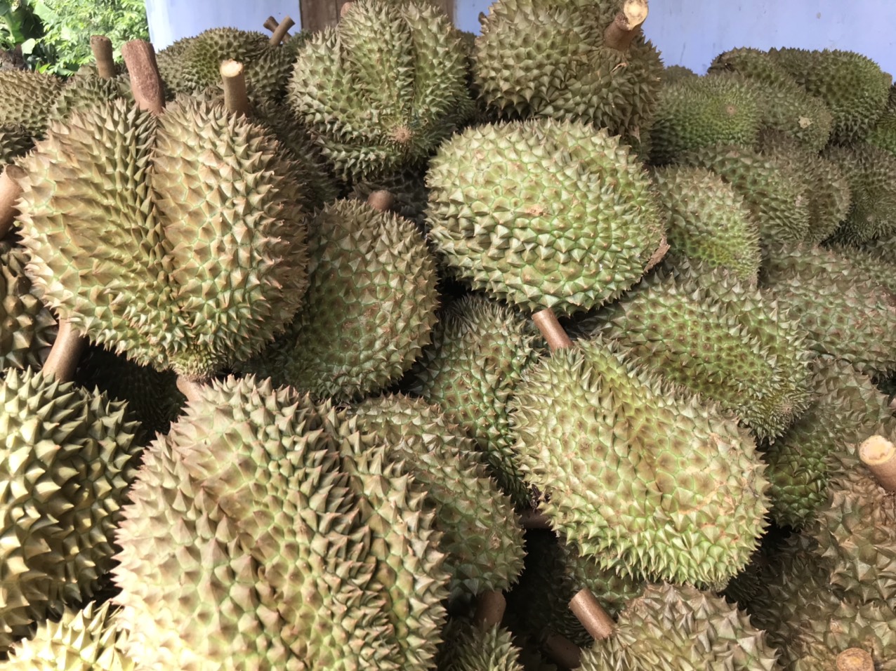Sầu riêng đầu vụ tăng giá, nông dân Khánh Hòa thu tiền tỷ - Ảnh 6. Sầu riêng đầu vụ tăng giá, nông dân Khánh Hòa thu tiền tỷ - Ảnh 6.
