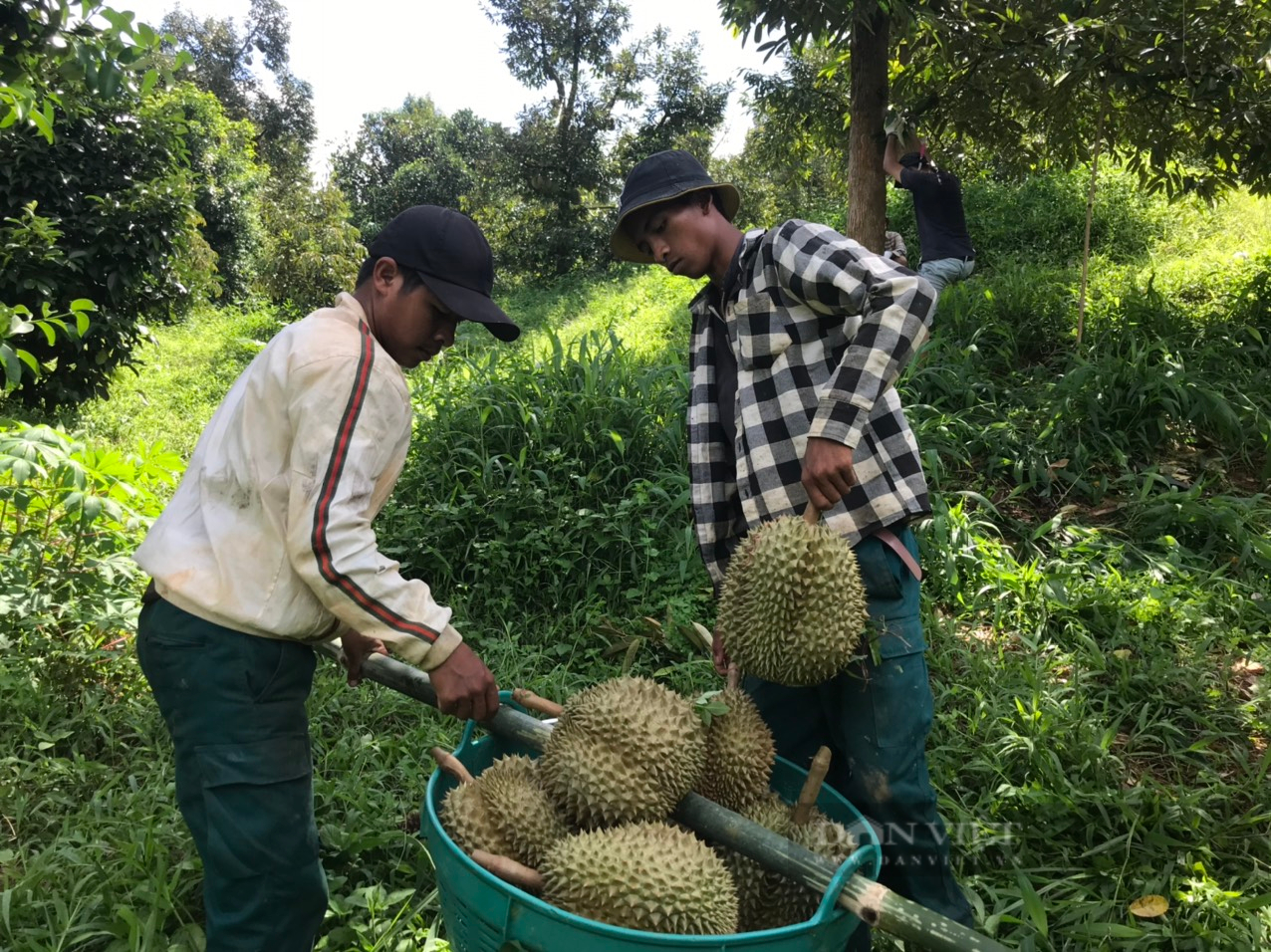 Sầu riêng đầu vụ tăng giá, nông dân Khánh Hòa thu tiền tỷ - Ảnh 1. Sầu riêng đầu vụ tăng giá, nông dân Khánh Hòa thu tiền tỷ - Ảnh 1.