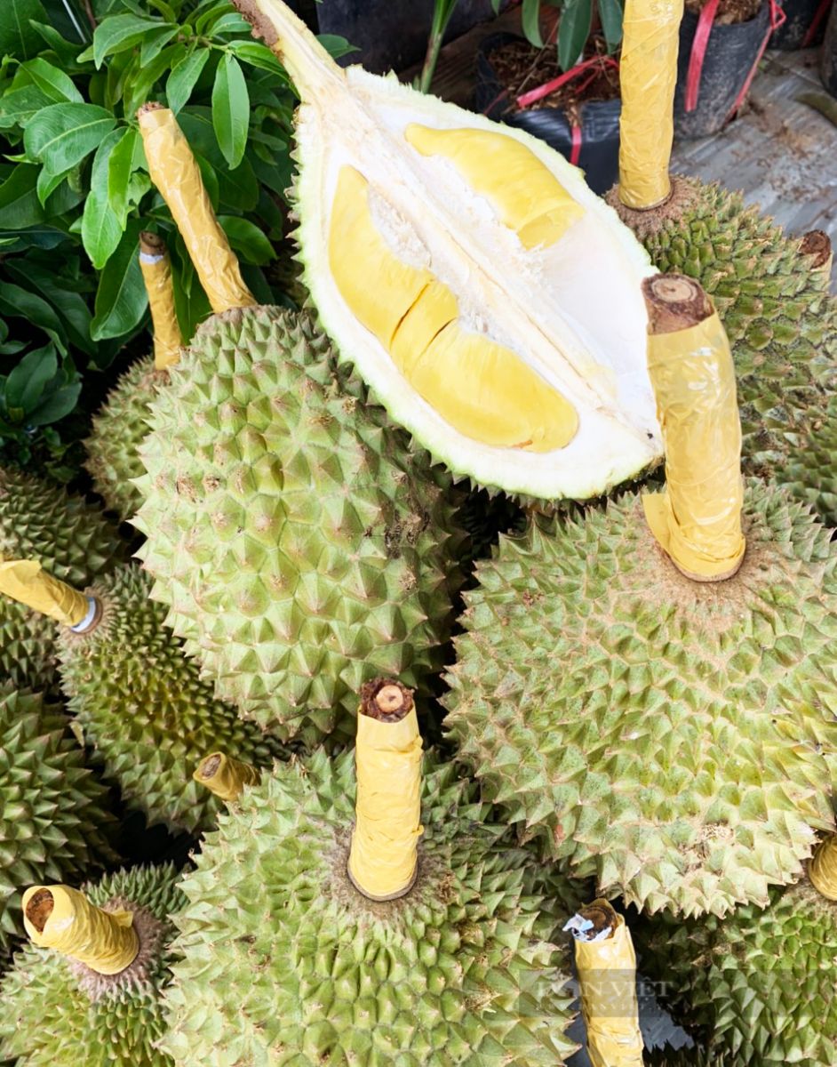 Sầu riêng Musang King trồng ở miền Tây: Ăn rất ngon, giá đắt đỏ - Ảnh 6.